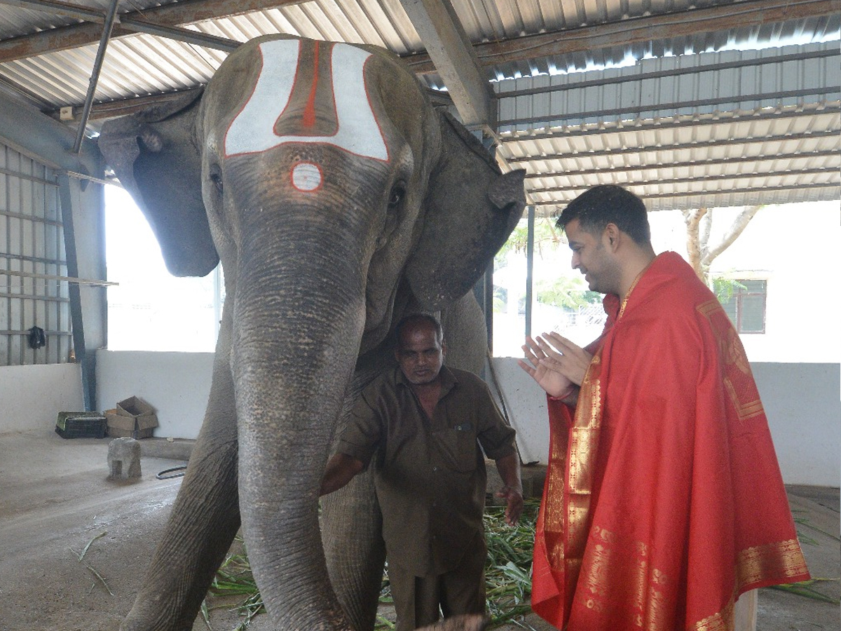 Akash Ambani offered prayers at Tirupati Balaji Temple and visited Goshala in Tirumala Photos9