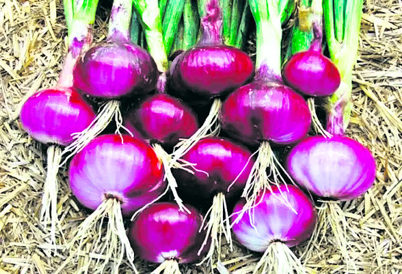 ఉల్లి రైతులకు కన్నీటి పొర1