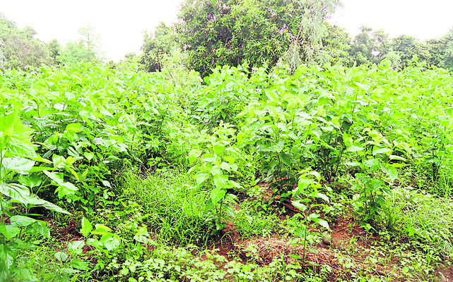 ‘పట్టు’.. రాయితీ కొట్టు.. 1