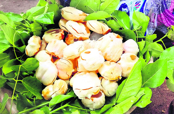 ఔషధ గుణం.. ఆరోగ్య ప్రదం1