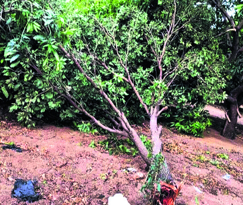 వడగండ్ల బీభత్సం.. పంటలకు నష్టం 3