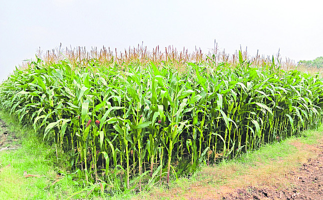 మొక్కజొన్నకు ఆధరణ కరువు 1