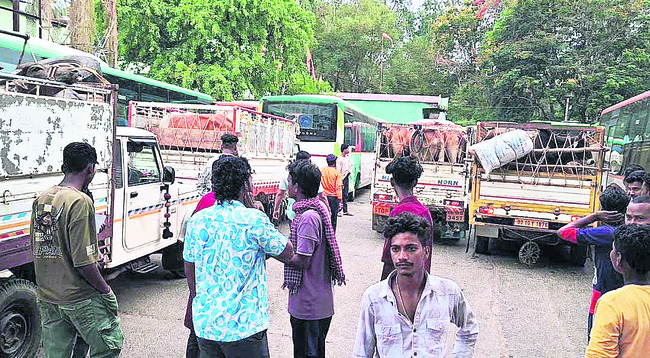 భారీగా ఆవుల అక్రమ రవాణా 1