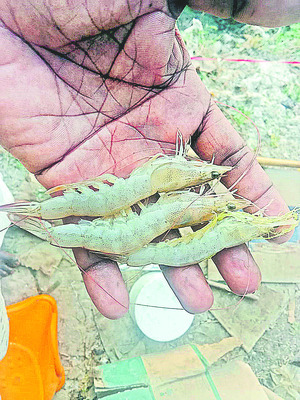 వనామీ.. కష్టాల సునామీ1