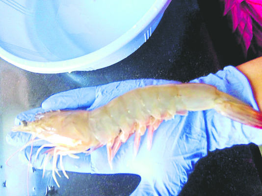 వనామీ.. కష్టాల సునామీ2