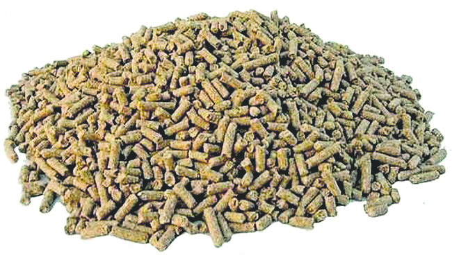 వనామీ.. కష్టాల సునామీ1