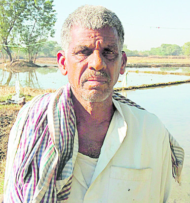 వరికోత.. కన్నీటి వెత 2
