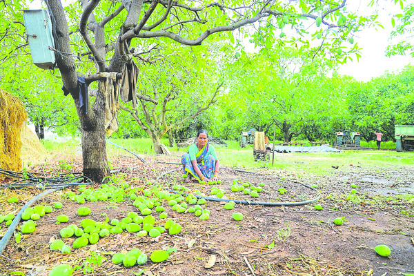 భక్తిశ్రద్ధలతో అగ్నిగుండాలు 1