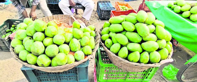 పచ్చళ్లకు మామిడికాయ రెడీ 2