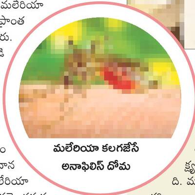 మలేరియా పట్ల అప్రమత్తం1