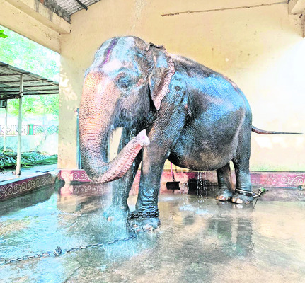 వారెవ్వా.. షవర్‌ బాత్‌2