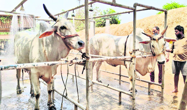 వారెవ్వా.. షవర్‌ బాత్‌1