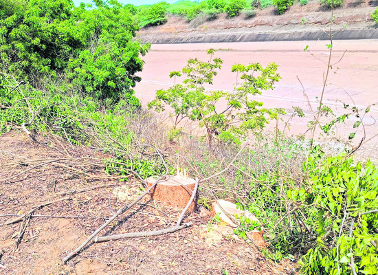 యథేచ్ఛగా చెట్ల నరికివేత 2