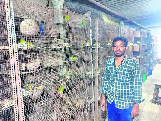 పక్షులే ప్రాణంగా! 2