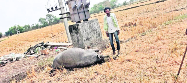 కుక్కల దాడిలో 20గొర్రెలు మృత్యువాత
2