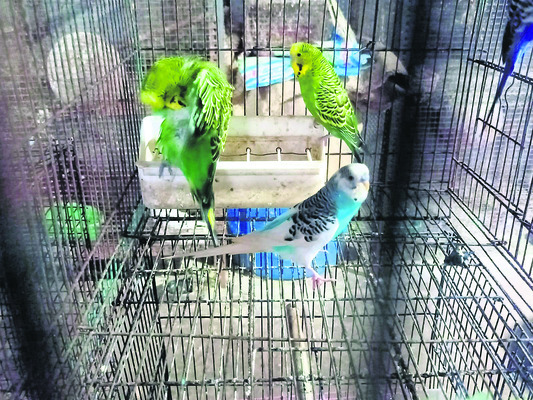 పక్షులే ప్రాణంగా! 6