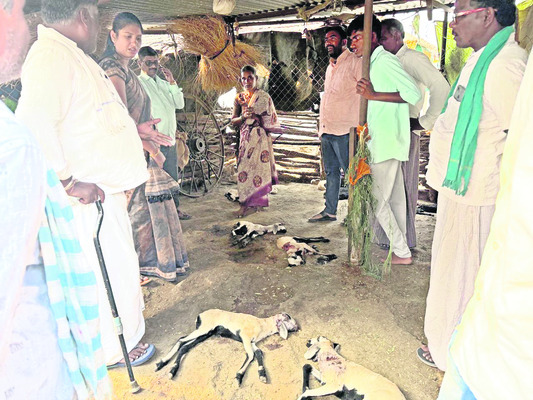 కుక్కల దాడిలో 20గొర్రెలు మృత్యువాత
1