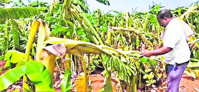 మూడు జిల్లాల్లో వర్ష బీభత్సం1