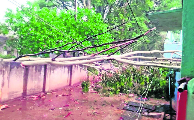 క్వింటా చింతపండు  రూ.19 వేలు1