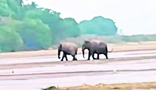 వంశధార నది దాటిన  జంట ఏనుగులు1