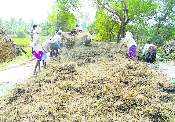 దళారులు చెప్పిందే.. మినుముం రేటు1