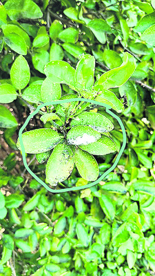 ధరలు ఉన్నా.. దిగుబడి సున్నా 1