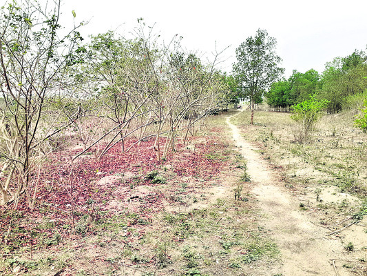 పల్లె వనం.. కళావిహీనం2