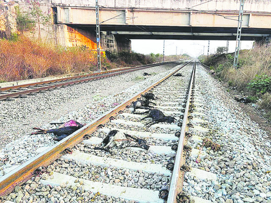 పిడుగుపాటుకు రైతు అస్వస్థత 
1