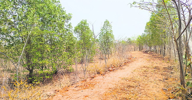 పల్లె వనం.. కళావిహీనం1