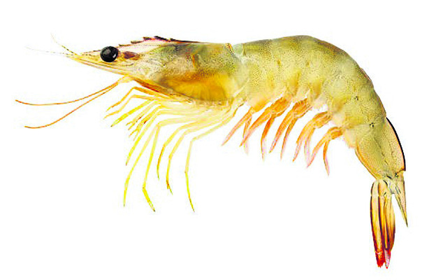 అయ్యో.. రొయ్య 1