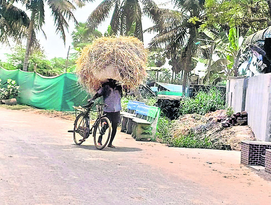 గడ్డికి గడ్డుకాలం..!2