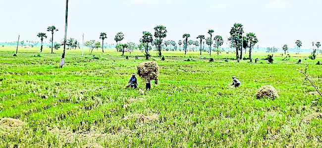 గడ్డికి గడ్డుకాలం..!1