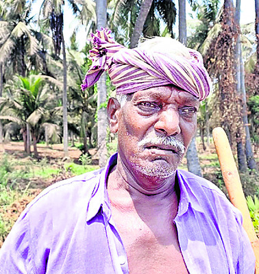 గడ్డికి గడ్డుకాలం..!4