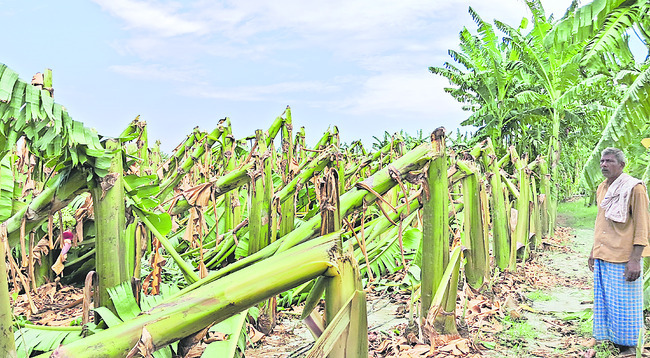 చేతికొచ్చిన పంట నేలపాలు1