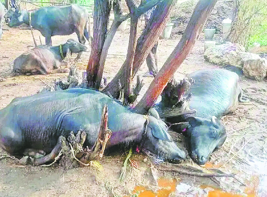 చేతికొచ్చిన పంట నేలపాలు2