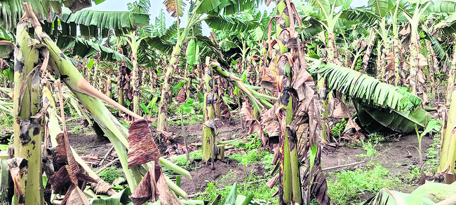 అకాల వర్షం.. అపార నష్టం1