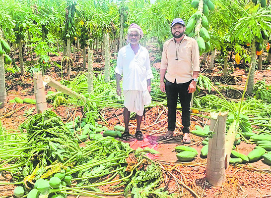 చేతికొచ్చిన పంట నేలపాలు3