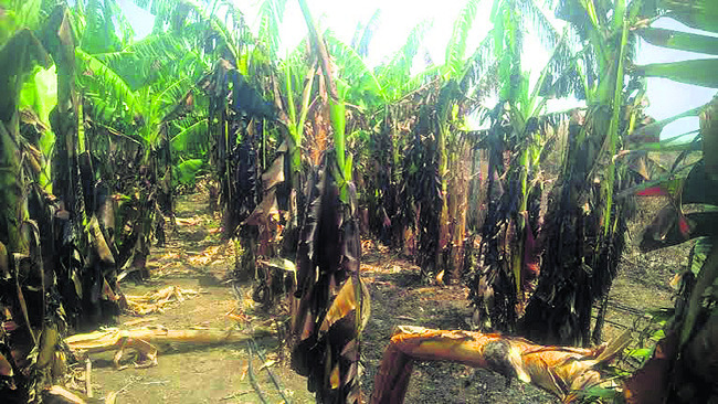 అరటితోటలో 300 మొక్కలు దగ్ధం1