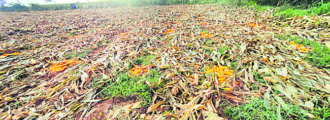 అకాల వర్షం.. ఆశలు ఆవిరి2