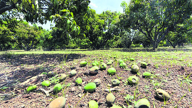 పండ్లకు రారాజు, మామిడి పండ్లు అనగానే నోట్లో నీళ్లూరడం స3