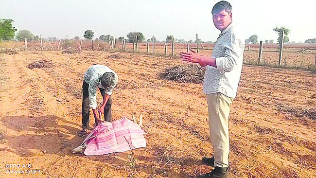 కుక్కల దాడిలో జింక మృతి 
1