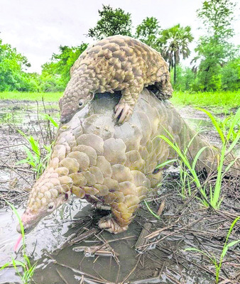 పాపికొండల్లో అలుగుల సందడి 1