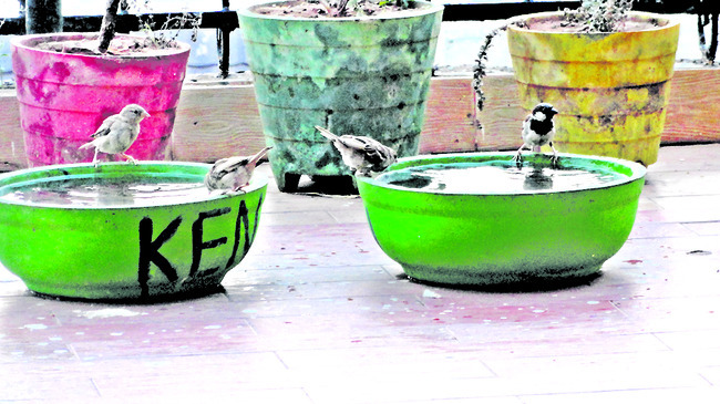 మూగజీవాలకు ఆసరా దక్కెన్‌2