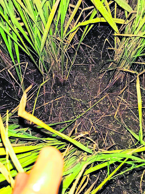 దంచికొట్టిన వడగండ్ల వాన5