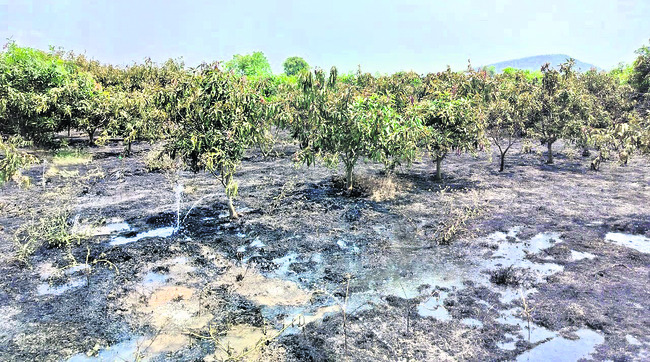 ఆరు ఎకరాల మామిడితోట దగ్ధం1