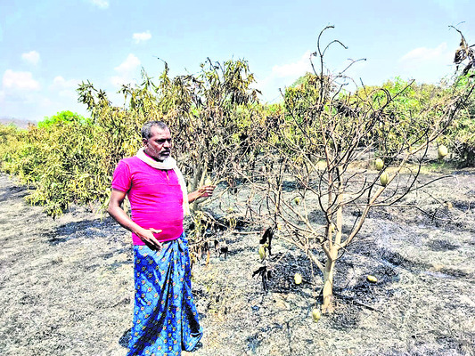 ఆరు ఎకరాల మామిడితోట దగ్ధం1