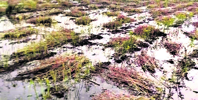 కక్ష కట్టి.. పంటను నీట ముంచి1