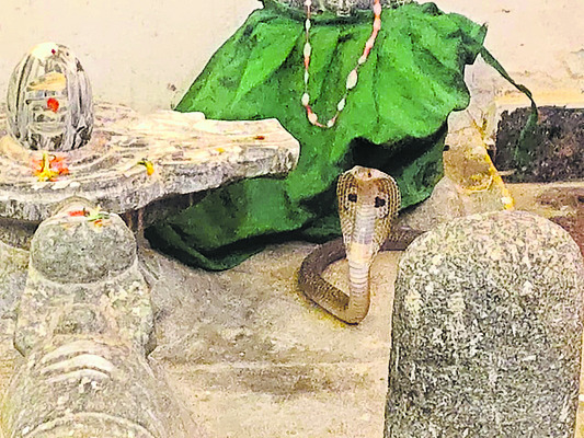 శివలింగం వద్ద నాగుపాము  3