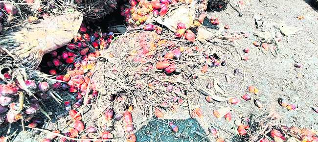 పచ్చి, పుచ్చు గెలలు..!1