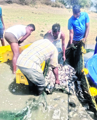 చేప బక్క చిక్కింది.. 1